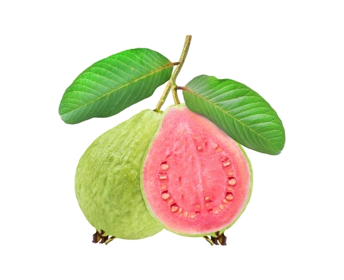 daun jambu biji